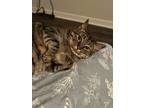 Adopt Bob a Gray, Blue or Silver Tabby Tabby (short coat) cat in Fort Myers