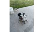 Adopt Pepper a Black - with White Beagle / Labrador Retriever / Mixed dog in