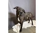 Adopt Pluto a Pit Bull Terrier / Mixed dog in LAFAYETTE, LA (41247510)