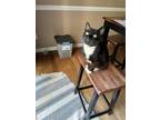 Adopt Daisy a Black & White or Tuxedo Domestic Shorthair (short coat) cat in