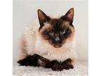 Adopt SEAL a Tan or Fawn (Mostly) Siamese / Mixed (short coat) cat in Pasadena