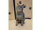Adopt Betelgeuse a Brown Tabby Domestic Shorthair / Mixed Breed (Medium) / Mixed