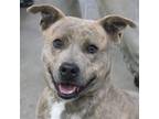 Adopt Mowgli a Brindle - with White Pit Bull Terrier / Mixed dog in Carrollton