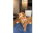 Adopt Archie a Tan/Yellow/Fawn Cocker Spaniel / Jack Russell Terrier / Mixed dog