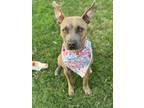 Adopt Rue a Brown/Chocolate American Staffordshire Terrier dog in Provo