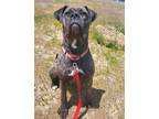 Adopt Diamond a Brindle Cane Corso / Mixed dog in Yreka, CA (40203039)