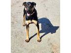 Adopt Toni a Black - with Tan, Yellow or Fawn Doberman Pinscher / Hound (Unknown