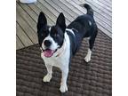 Adopt Simba a Black - with White Terrier (Unknown Type, Medium) / Border Collie