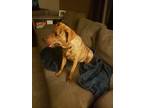 Adopt Rovey a Brown/Chocolate - with Black Plott Hound dog in Castroville