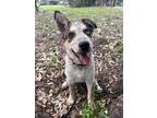 Adopt Matty a Gray/Blue/Silver/Salt & Pepper Australian Cattle Dog / Husky /