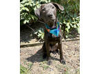 Adopt Mustache a Black Golden Retriever / Mixed Breed (Medium) / Mixed (short