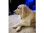 Adopt Chase a White Golden Retriever / Mixed dog in Troy, MI (41339598)