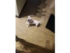 Adopt Clyde a White Bichon Frise / Mixed dog in Milwaukee, WI (41339576)