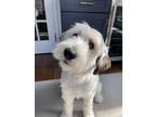 Adopt GLENNIE a White - with Black Great Pyrenees / Border Collie / Mixed dog in