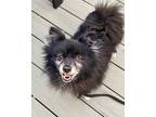 Adopt Freddy a Black - with White Pomeranian / Mixed dog in Whitewater