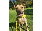 Adopt Jackson a Tan/Yellow/Fawn - with Black Black Mouth Cur / Mixed dog in
