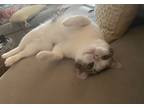 Adopt Lulu KITTEN a Gray, Blue or Silver Tabby Domestic Shorthair / Mixed (short