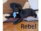Adopt Rebel a Black - with White Australian Kelpie / Labrador Retriever / Mixed