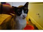 Adopt Zorro a White (Mostly) Siamese / Mixed (short coat) cat in Medford
