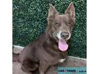 Adopt Metric a Chow Chow / Shepherd (Unknown Type) / Mixed dog in Lexington
