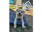 Adopt Inosuke a Tan/Yellow/Fawn Border Terrier / Mixed dog in Phoenix