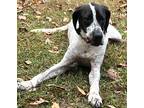 Adopt Hank a Pointer / Mixed dog in Chicago, IL (39404264)