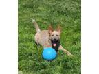 Adopt Major a Red/Golden/Orange/Chestnut Australian Cattle Dog / Mixed dog in