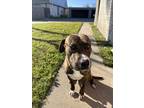 Adopt Brutus a Brindle Boxer / Labrador Retriever / Mixed dog in Ingleside
