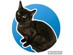 Adopt Sonic a All Black Domestic Shorthair / Mixed (short coat) cat in Antioch