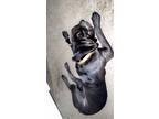 Adopt Diezel a Gray/Silver/Salt & Pepper - with White Cane Corso / Mixed dog in