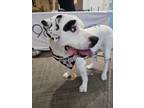 Adopt Gilbert a White Mastiff / Mixed Breed (Medium) / Mixed (short coat) dog in