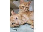 Adopt Bojangles a Orange or Red Domestic Shorthair / Mixed Breed (Medium) /