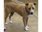 Adopt Waffle a Tan/Yellow/Fawn Mixed Breed (Small) / Mixed Breed (Medium) /