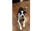 Adopt Stella a White - with Black Mastiff / St. Bernard / Mixed dog in Fort