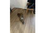 Adopt Ali a Brindle American Staffordshire Terrier / Labrador Retriever / Mixed