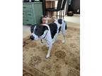 Adopt Marley a White - with Black Mutt / Mixed dog in Burleigh, NJ (41338964)