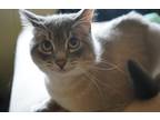 Adopt Kimchi a White (Mostly) Siamese / Mixed (short coat) cat in Medford