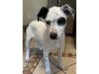 Adopt Knockout a White - with Black Corgi / Mixed dog in Cortlandt Manor