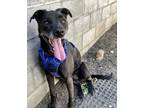 Adopt JJ a Black Feist / Mixed dog in Philadelphia, PA (41338899)