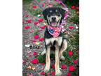 Adopt Boaz a Great Dane / Mixed Breed (Medium) / Mixed dog in Carthage