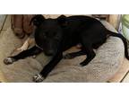 Adopt Shadow a Black - with White Corgi / Mixed dog in Cortlandt Manor
