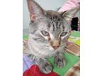Adopt Pickles a Gray or Blue Domestic Shorthair / Mixed Breed (Medium) / Mixed
