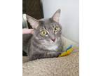Adopt Yaga a Gray or Blue Domestic Shorthair / Mixed Breed (Medium) / Mixed