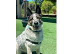 Adopt Wren a Australian Cattle Dog / Mixed dog in San Luis Obispo, CA (40829494)