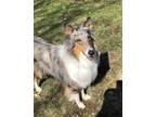 Adopt Trixie a Merle Collie / Mixed dog in Gilberts, IL (40495339)