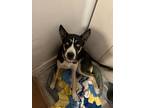 Adopt Luna a Black - with White Cane Corso / Husky / Mixed dog in La Puente