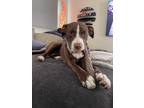 Adopt Xennessee ~ meet me! a Brown/Chocolate - with White Vizsla / Pointer /