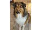 Adopt Bailey a Red/Golden/Orange/Chestnut Collie / Mixed dog in Virginia beach