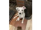 Adopt Amber a White - with Black Corgi / Mixed dog in Cortlandt Manor