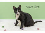 Adopt Sweet Tart a All Black Domestic Shorthair / Mixed Breed (Medium) / Mixed